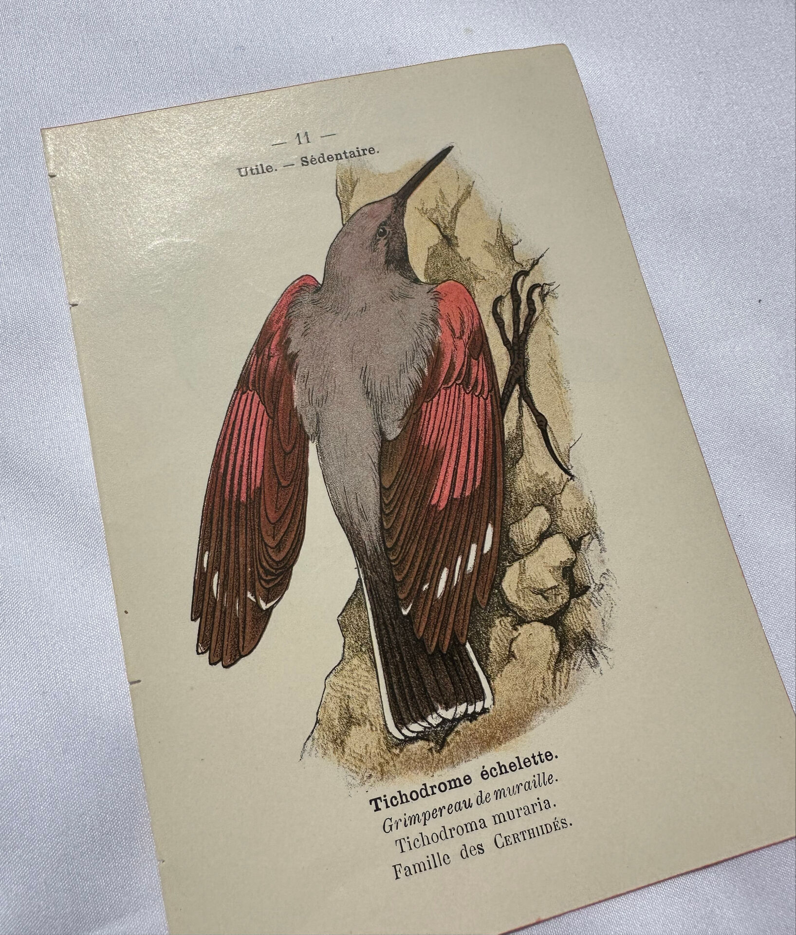 Planche Botanique Gravure oiseaux naturaliste  19eme recto verso  A