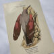 Planche Botanique Gravure oiseaux naturaliste  19eme recto verso  A