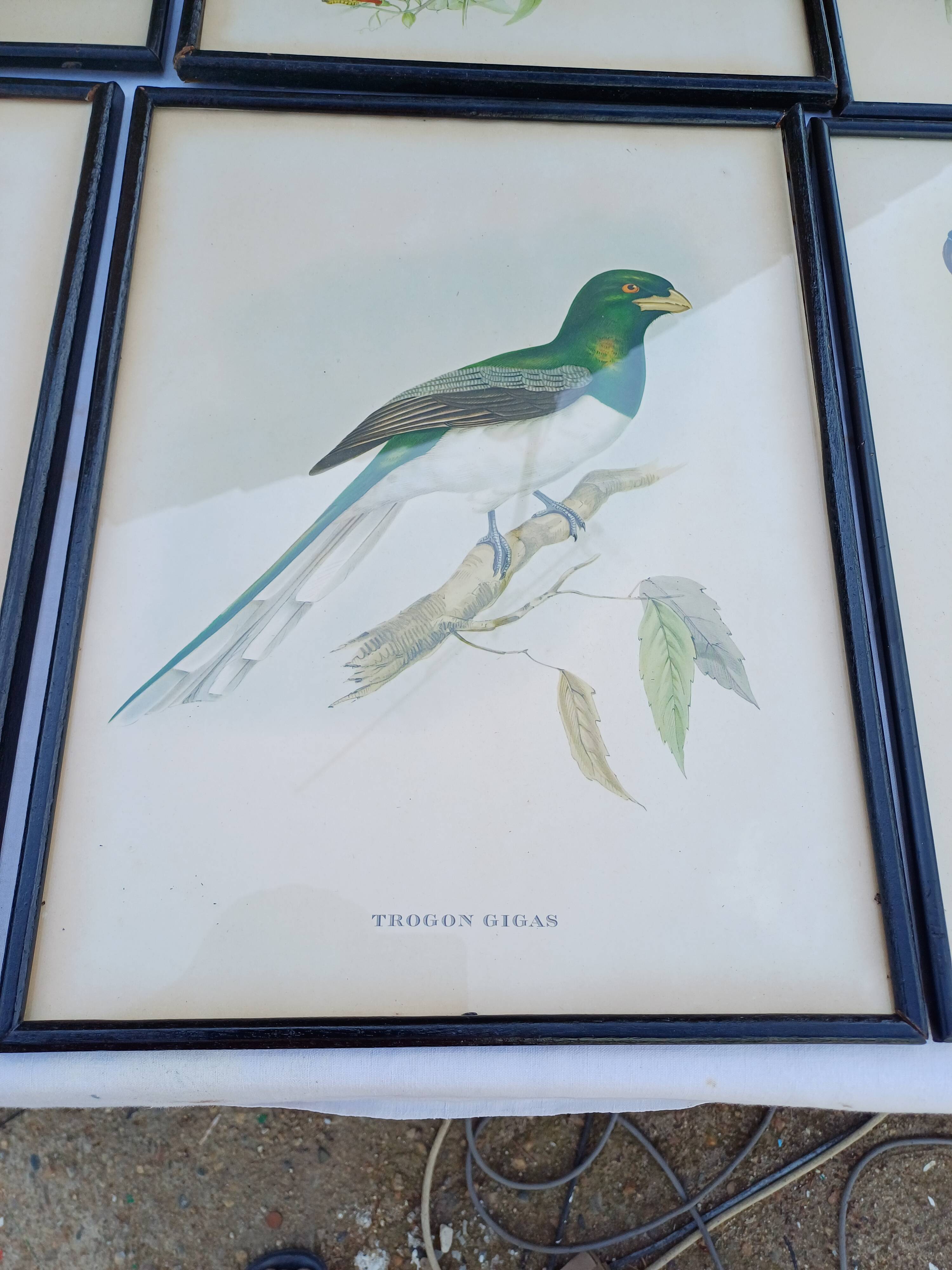 12 Lithographs “Birds of the World”
