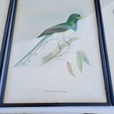 12 Lithographs “Birds of the World”