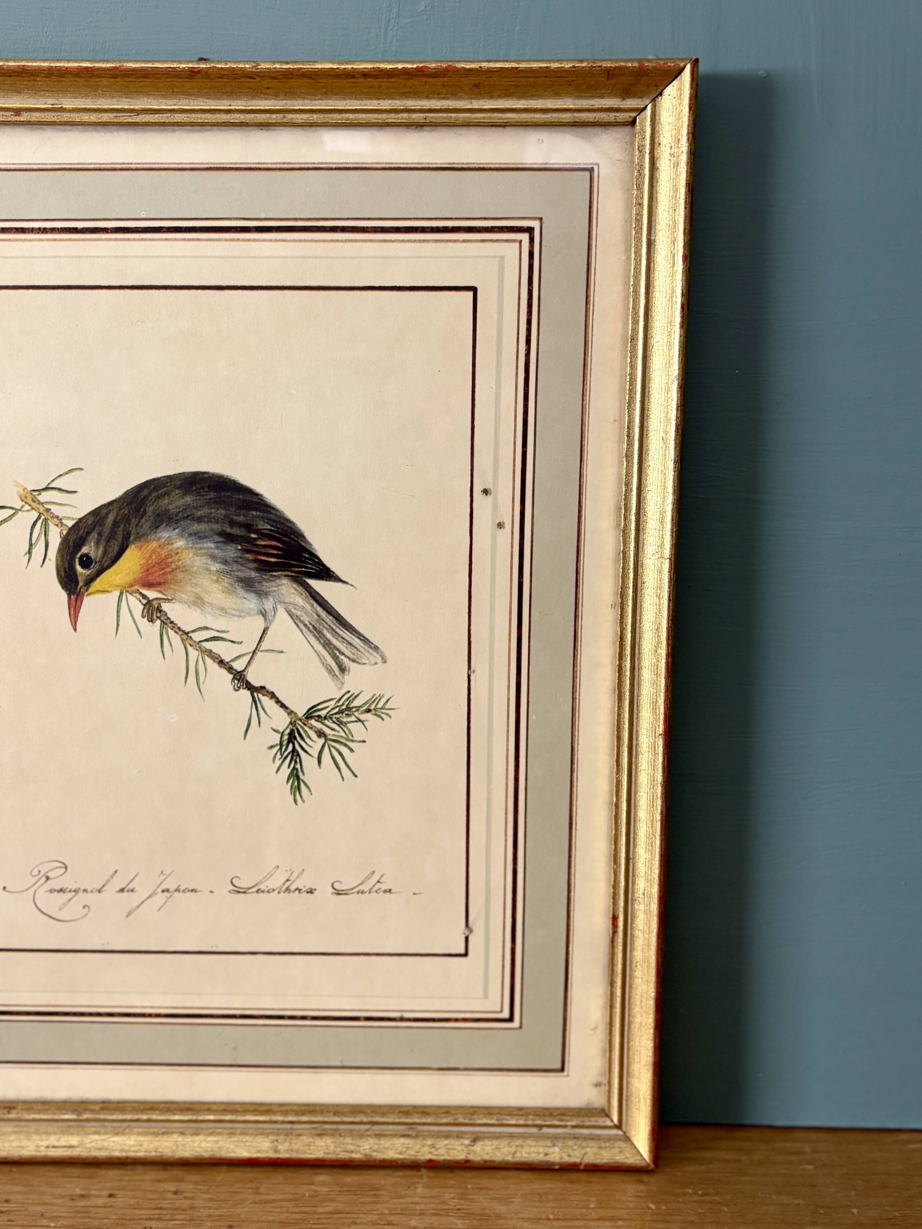 Vintage frame drawing of a bird - Japanese Nightingale