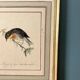 Vintage frame drawing of a bird - Japanese Nightingale
