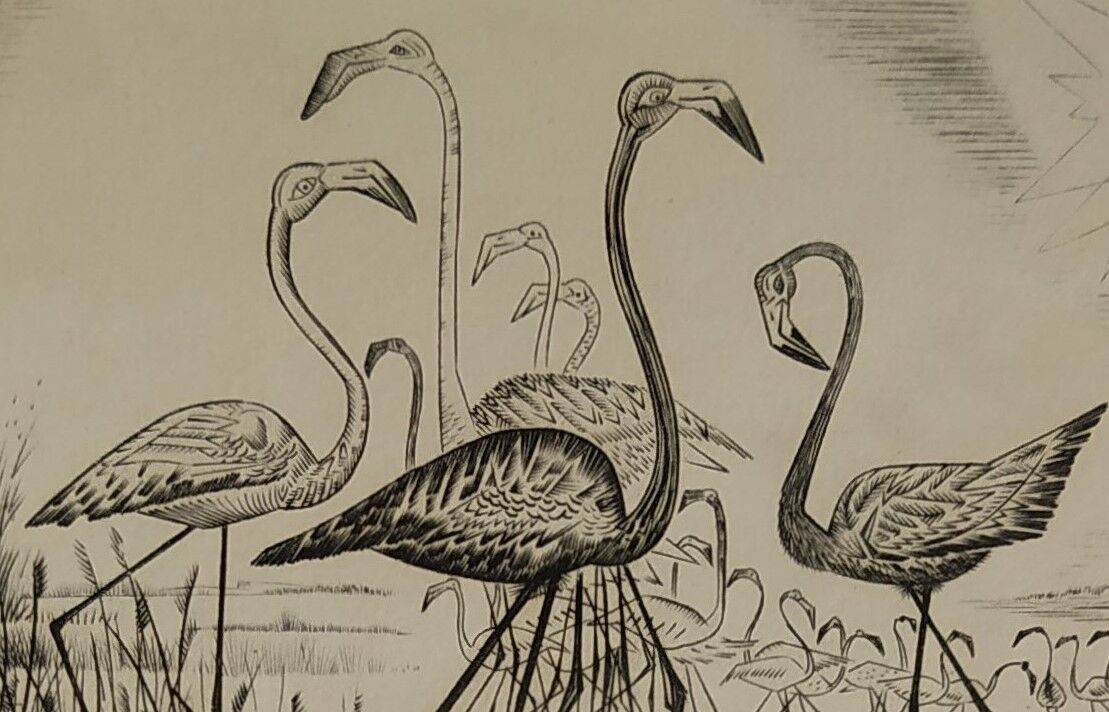 Engraving " flamands de camargue " 1950's