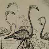 Engraving " flamands de camargue " 1950's