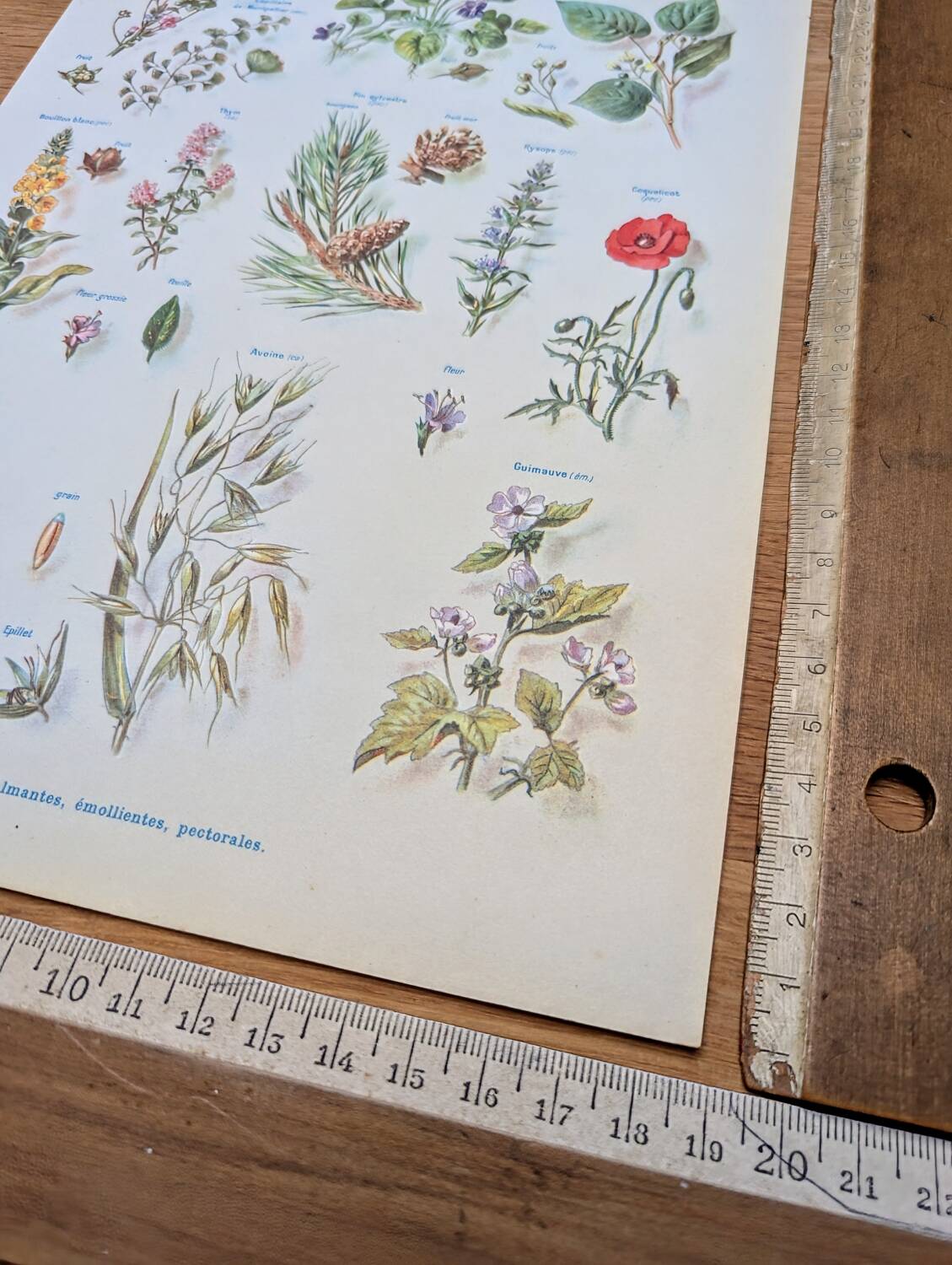 Printed in 1954, calming plants.