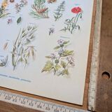 Printed in 1954, calming plants.