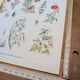 Printed in 1954, calming plants.