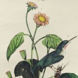 Old engraving from 1838 -Todier bird- Zoological and ornithological hand-colored board