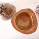 Ice bucket, or pretty coconut box, nature decoration, exotic