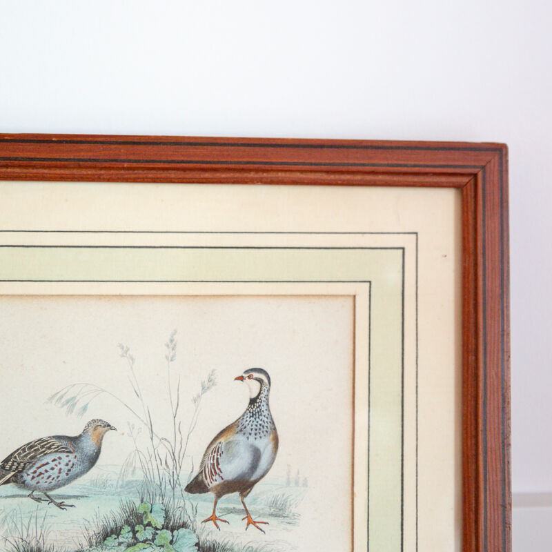 Ornithological board Edouard Traviès "La Perdrix Grise and La Perdrix Rouge