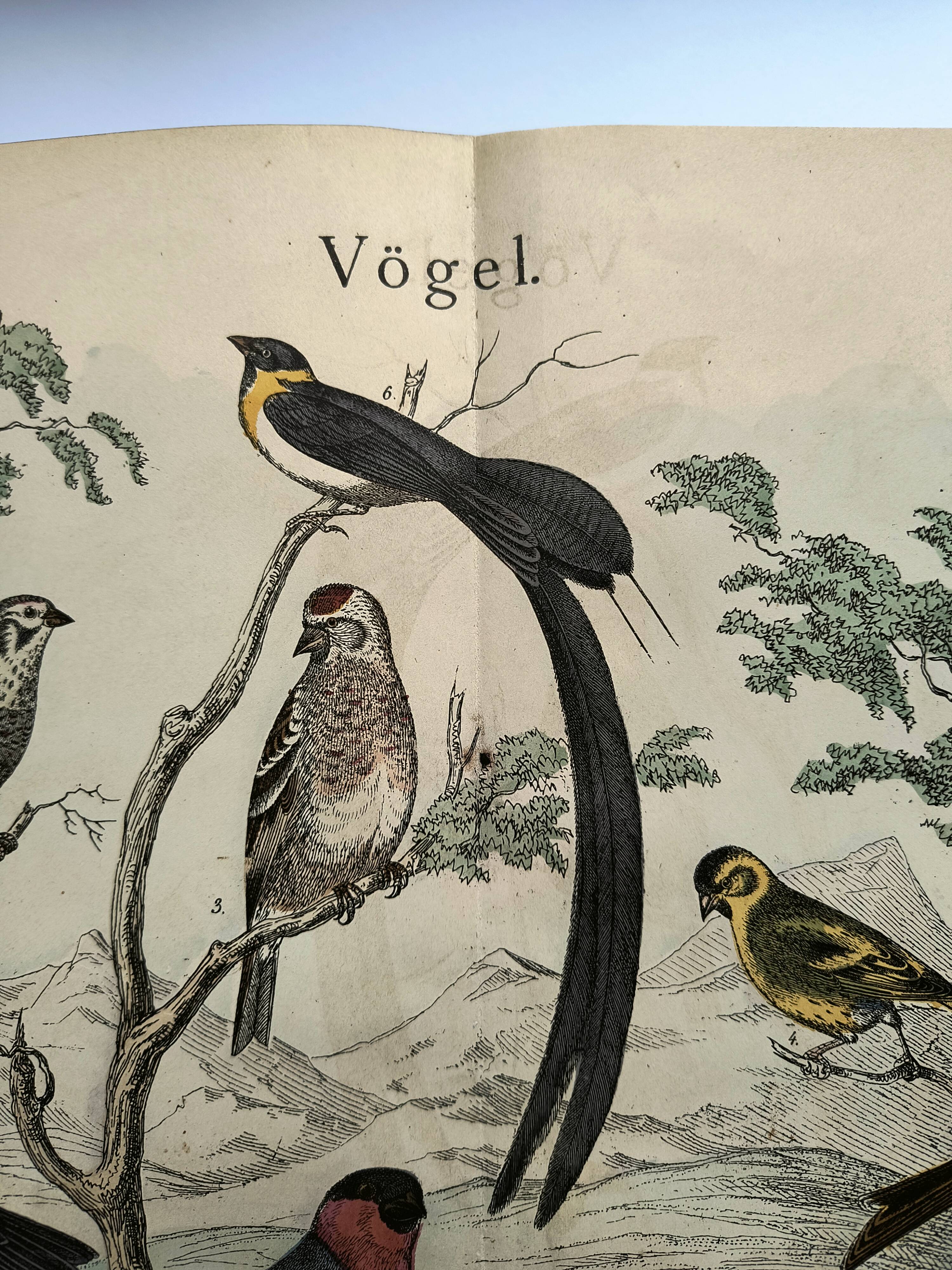 Large antique engraving, 1886 - Finch and birds. Lithograph, plate