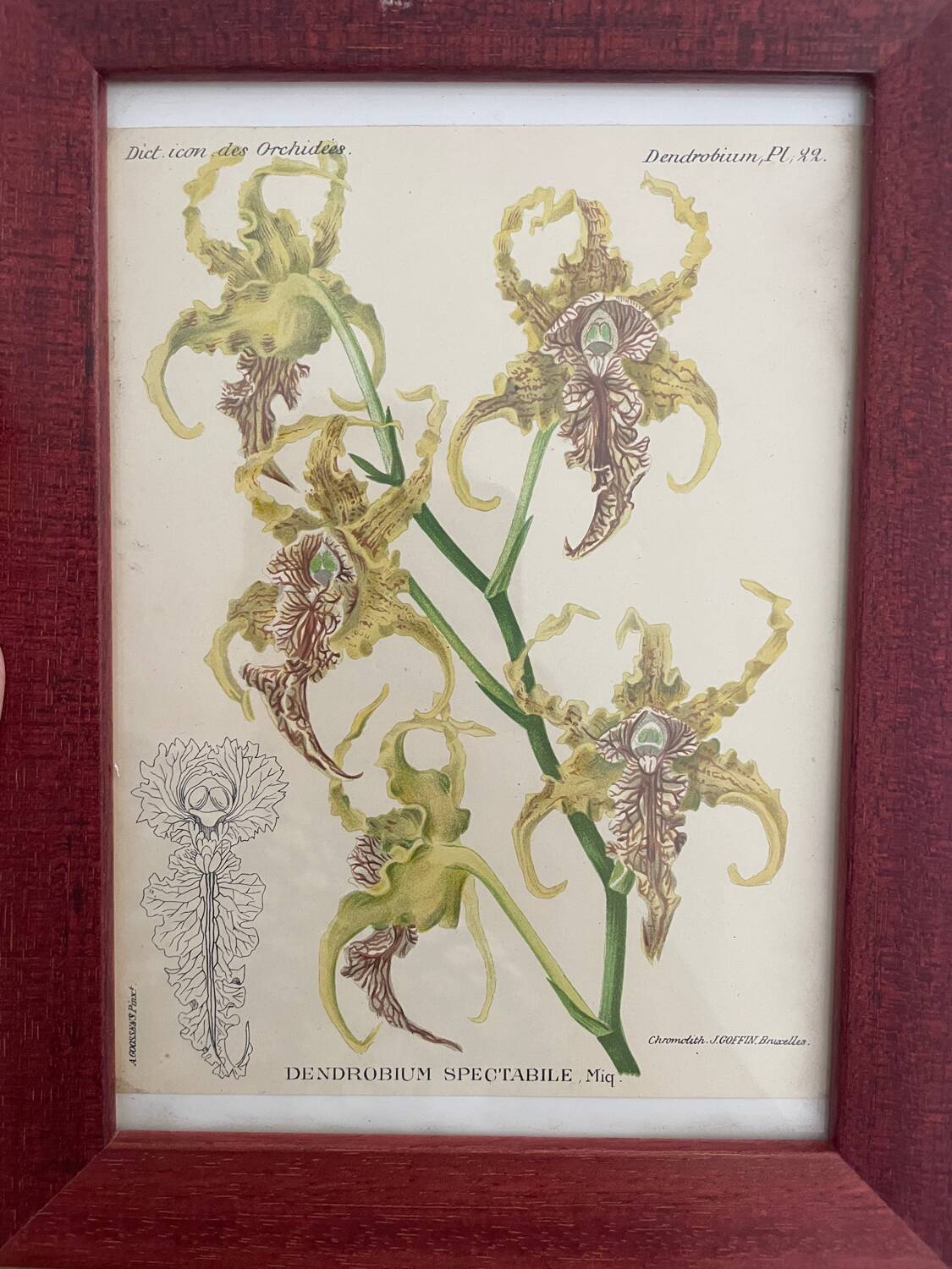 Orchid botanical illustration frame