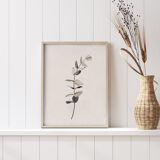 Eucalyptus