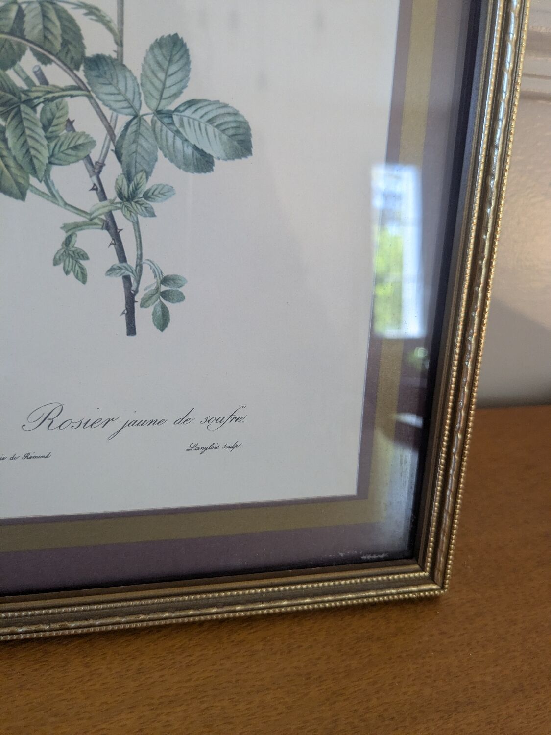 Lithograph of yellow sulphur rose by P.J. Redouté