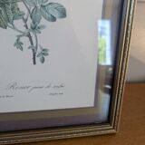 Lithograph of yellow sulphur rose by P.J. Redouté