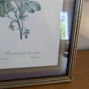 Lithographie rosier jaune de soufre P.J-Redouté