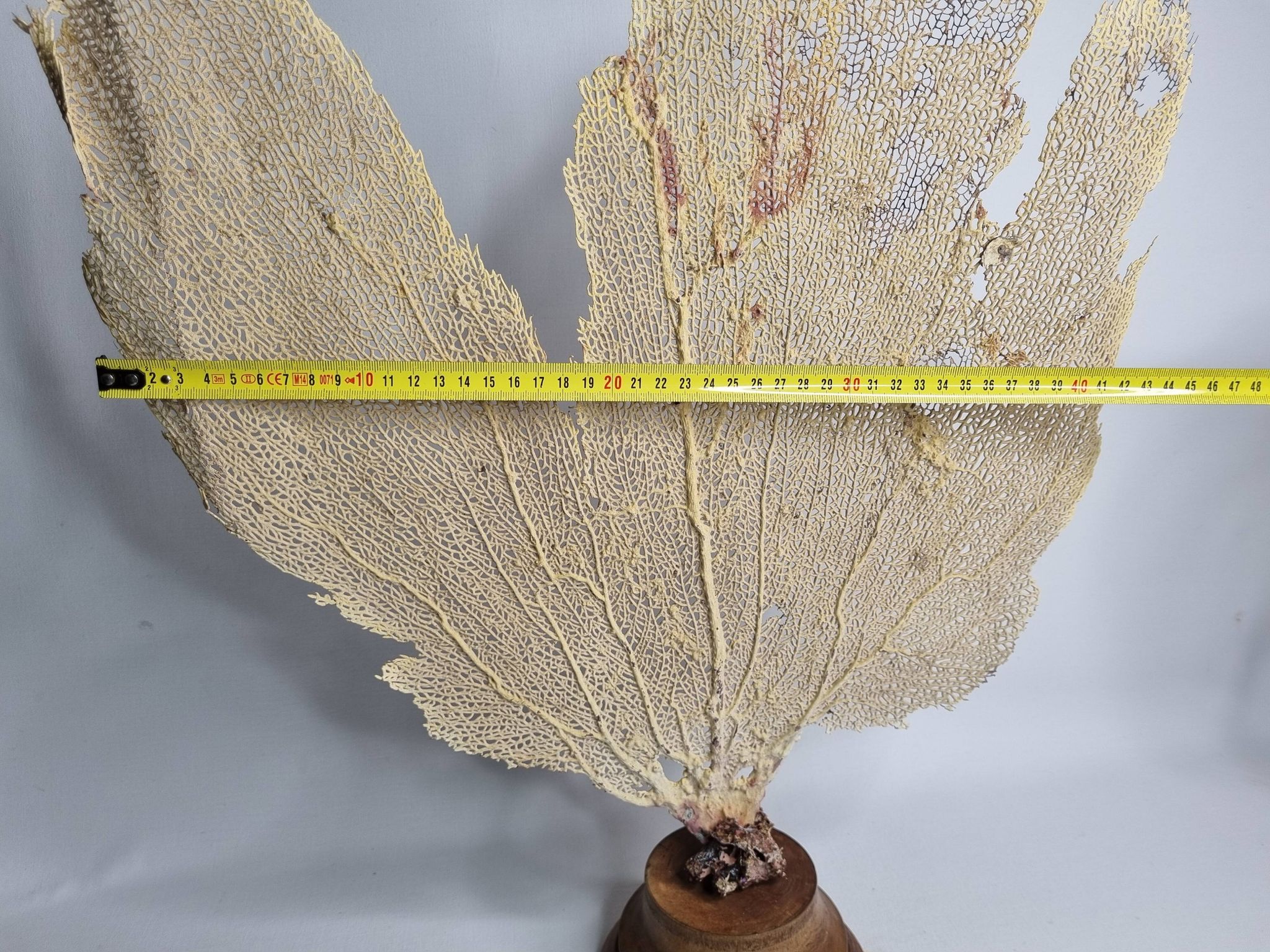 Ancient fan coral on a wooden base, large decorative specimen, 59 cm.