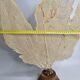 Ancient fan coral on a wooden base, large decorative specimen, 59 cm.