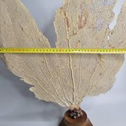 Ancient fan coral on a wooden base, large decorative specimen, 59 cm.