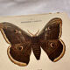 Botanical Plate 1800 Old naturalist engraving 19th century double-sided
