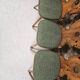 Lot 4 chaises auberge bistrot 1970"
