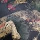 Chinese table painted Napoleon III era with Phoenix certificate in good condition