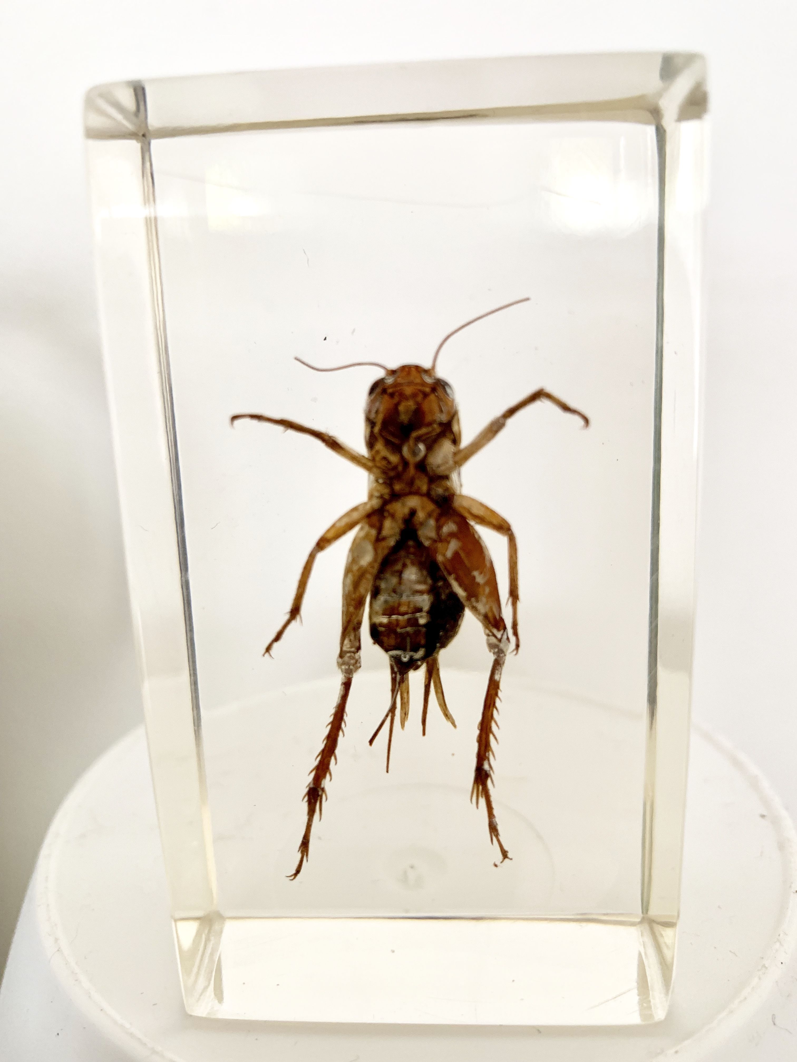 Trio d’insectes sous inclusion de résine N°3