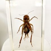 Trio d’insectes sous inclusion de résine N°3
