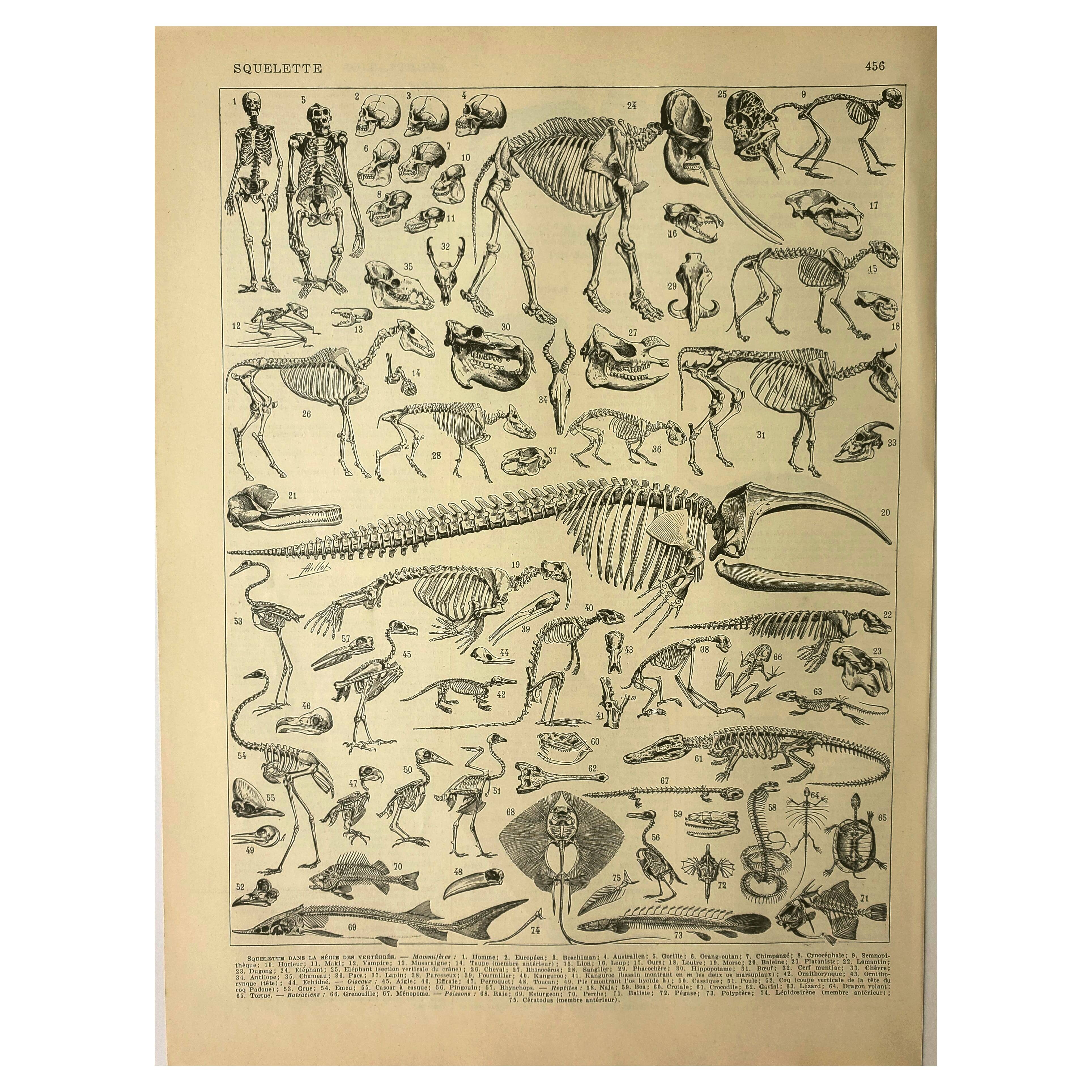 Antique lithograph 1928 A. Millot - Animal skeletons, anatomy