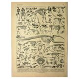 Lithographie ancienne 1928 A. Millot - Squelettes d'animaux, anatomie