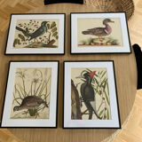4 original ornithological frames