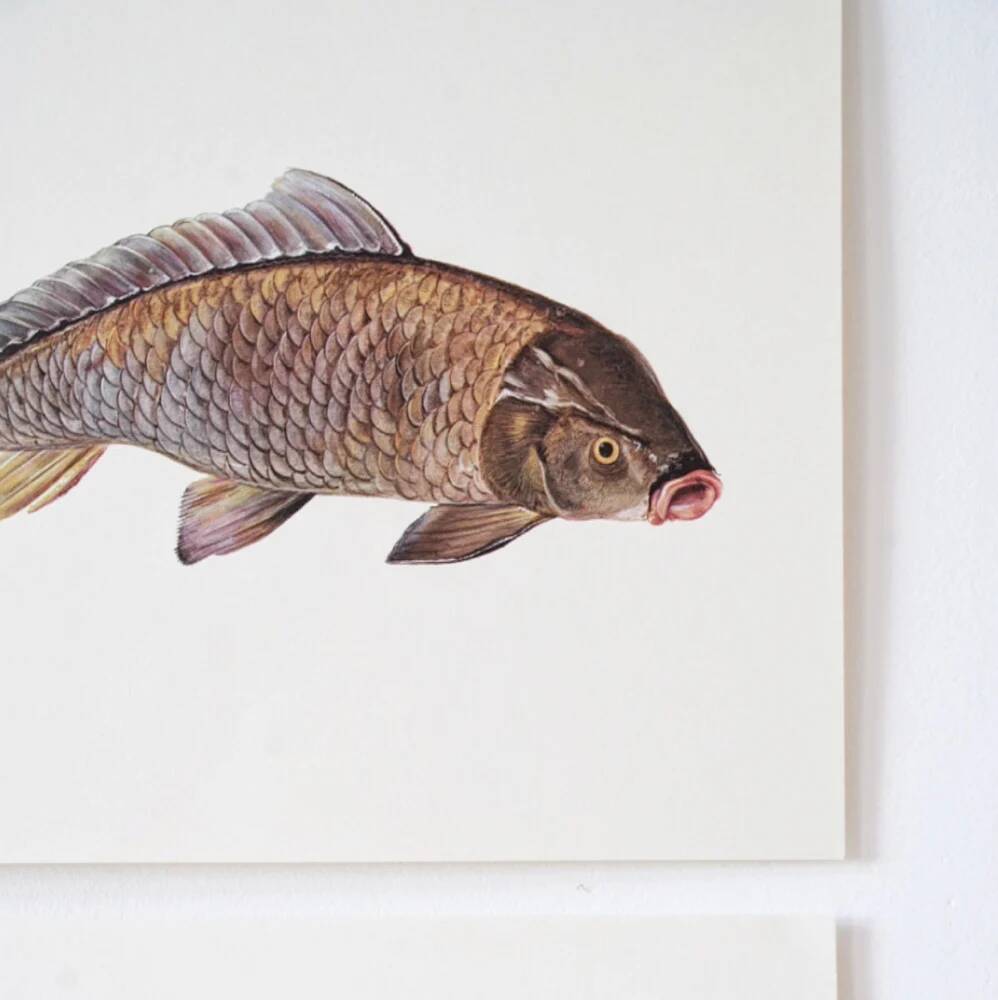 Bestiary plates from the Natural History Museum The carp