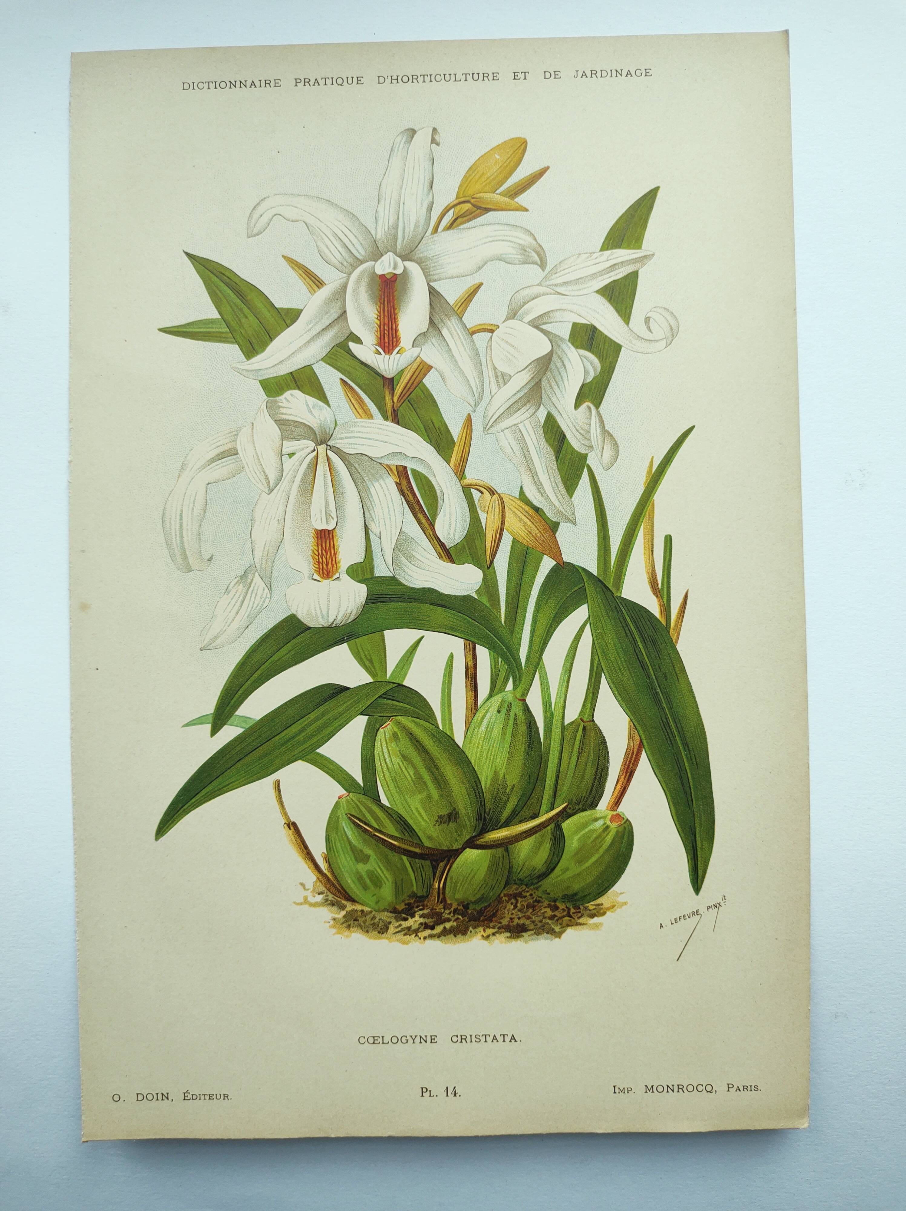 Lithographie ancienne de 1897. Coelogyne crêtée .Planche originale.  Gravure de fleurs par A.Lefevre