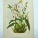 Lithographie ancienne de 1897. Coelogyne crêtée .Planche originale.  Gravure de fleurs par A.Lefevre