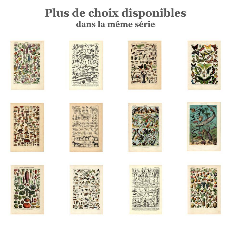 Old engraving - 1923 - Flowers by A. Millot, - Lithograph & plate