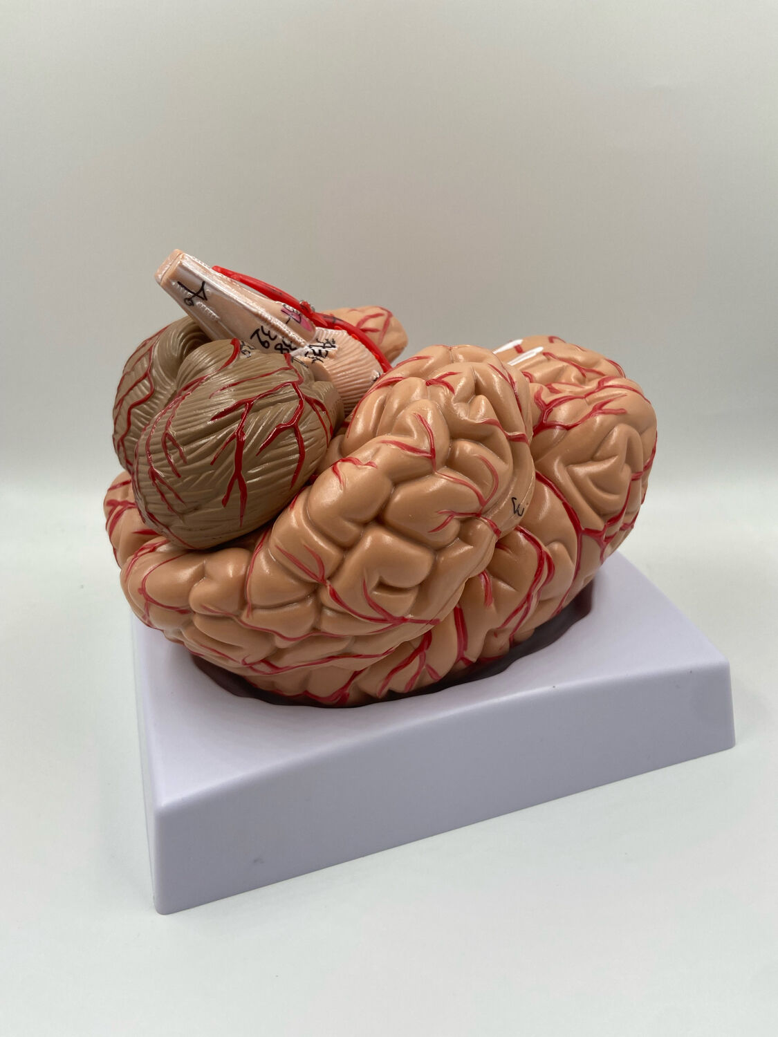 Anatomical brain model