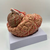 Anatomical brain model