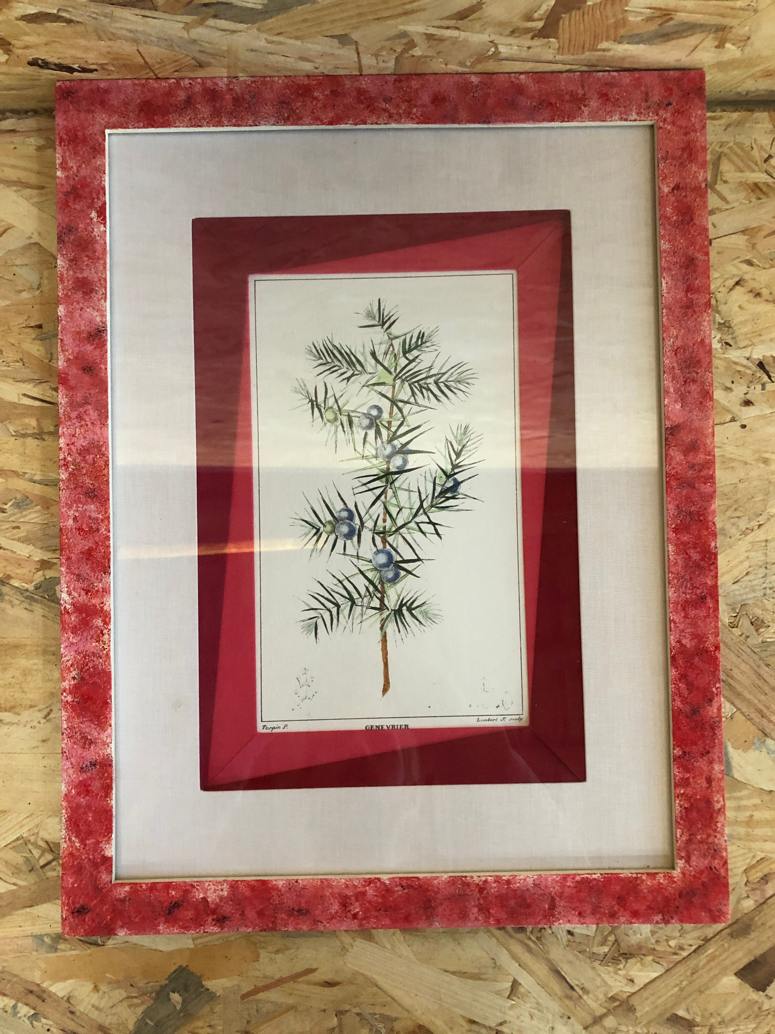 Old Botanical Board GENEVRIER + Fabric Bottom + Vintage RoseWood Frame