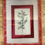 Old Botanical Board GENEVRIER + Fabric Bottom + Vintage RoseWood Frame