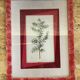 Planche botanique genevrier fond tissu cadre bois rose vintage