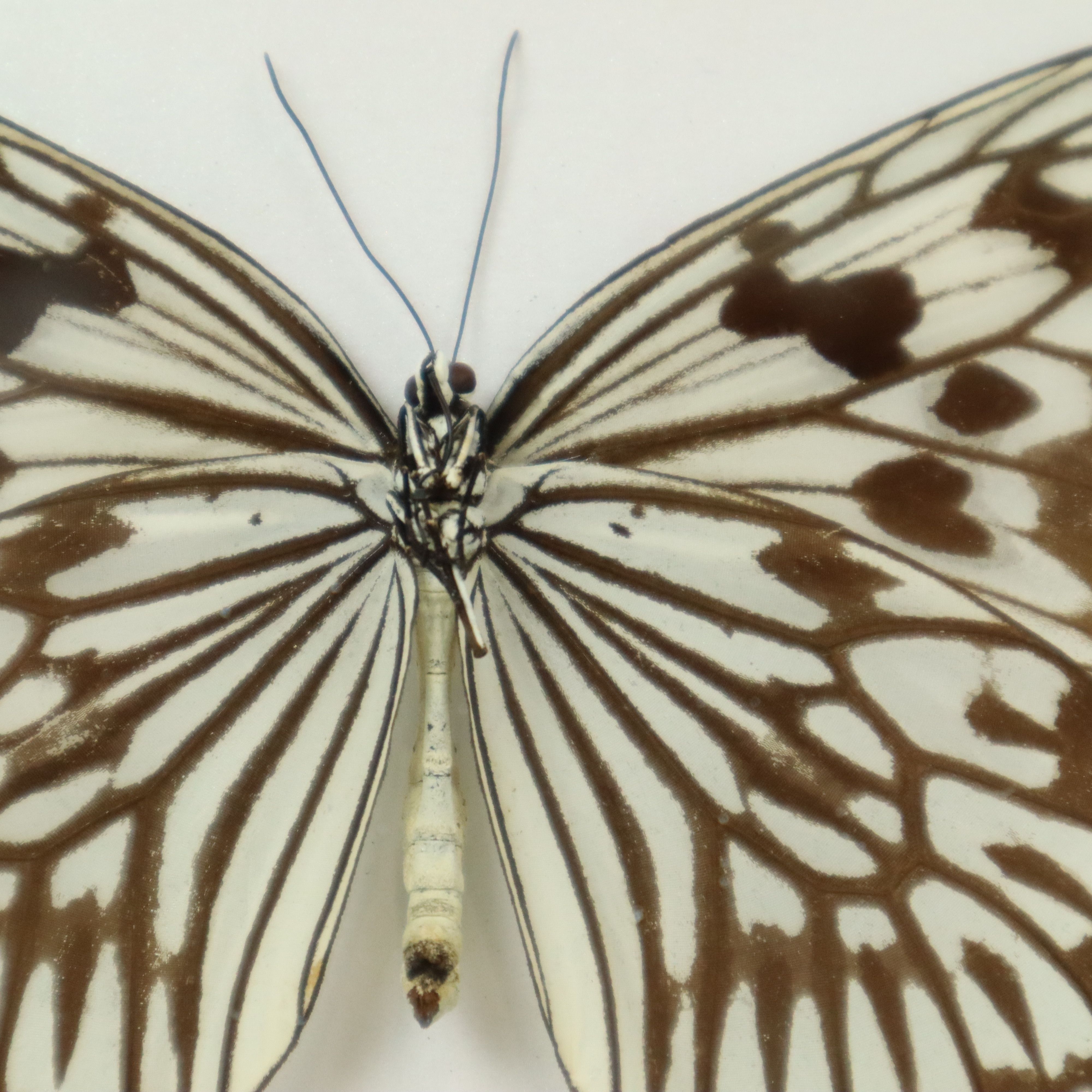 Asian Butterfly in Black Wooden Frame Insect Taxidermy Idea Idea