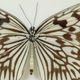 Asian Butterfly in Black Wooden Frame Insect Taxidermy Idea Idea