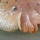 Zoomorphic dish ray