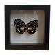 Papillon naturalisé de 1997