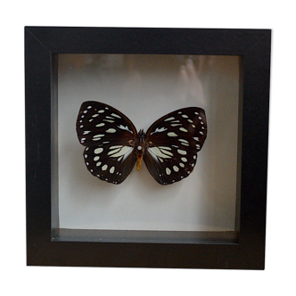 Naturalized butterfly from 1997