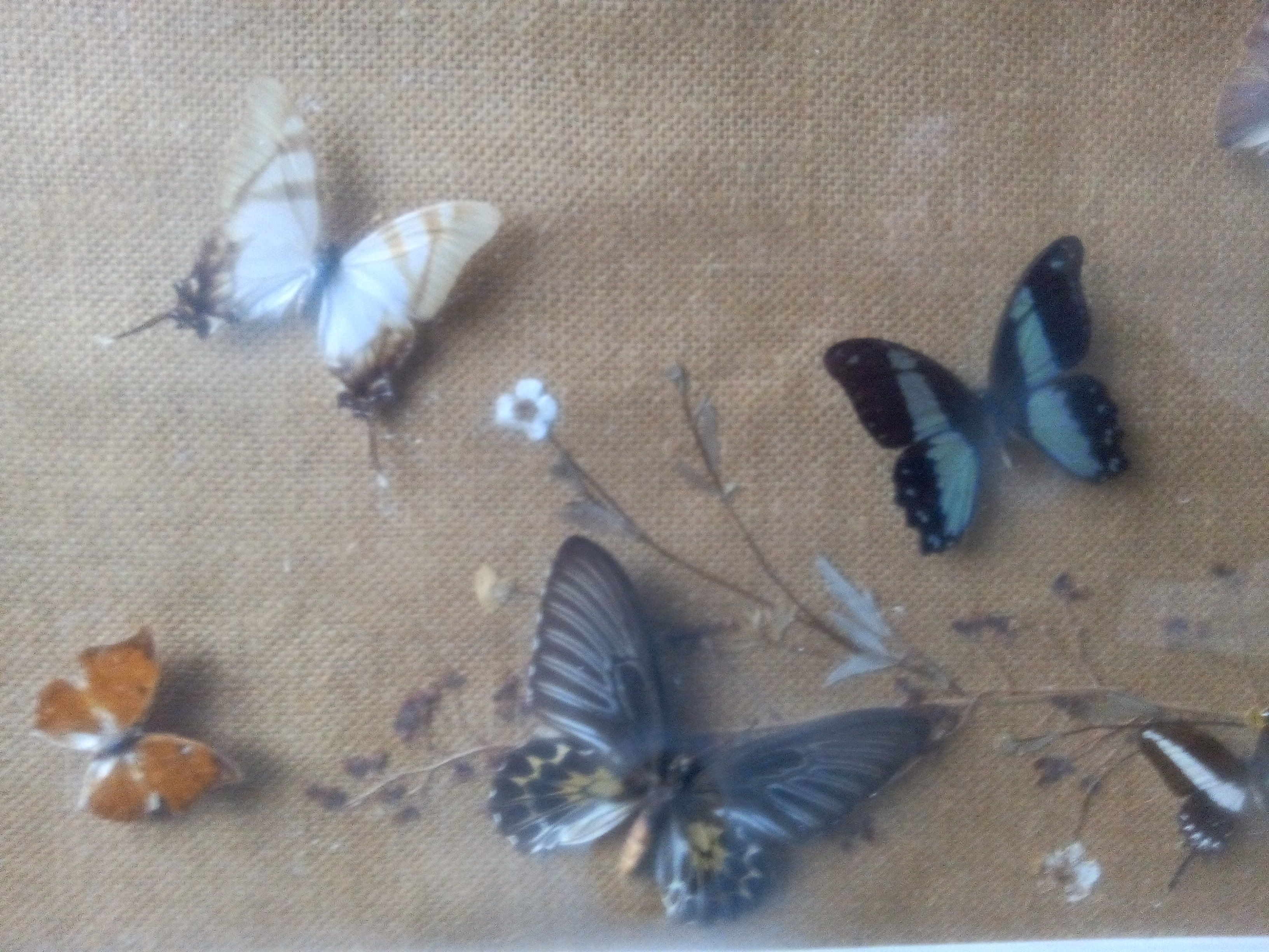 Showcase frame of Butterflies and beetles naturalized Entomology