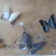 Showcase frame of Butterflies and beetles naturalized Entomology