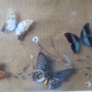 Cadre vitrine de Papillons et scarabées naturalisés Entomologie