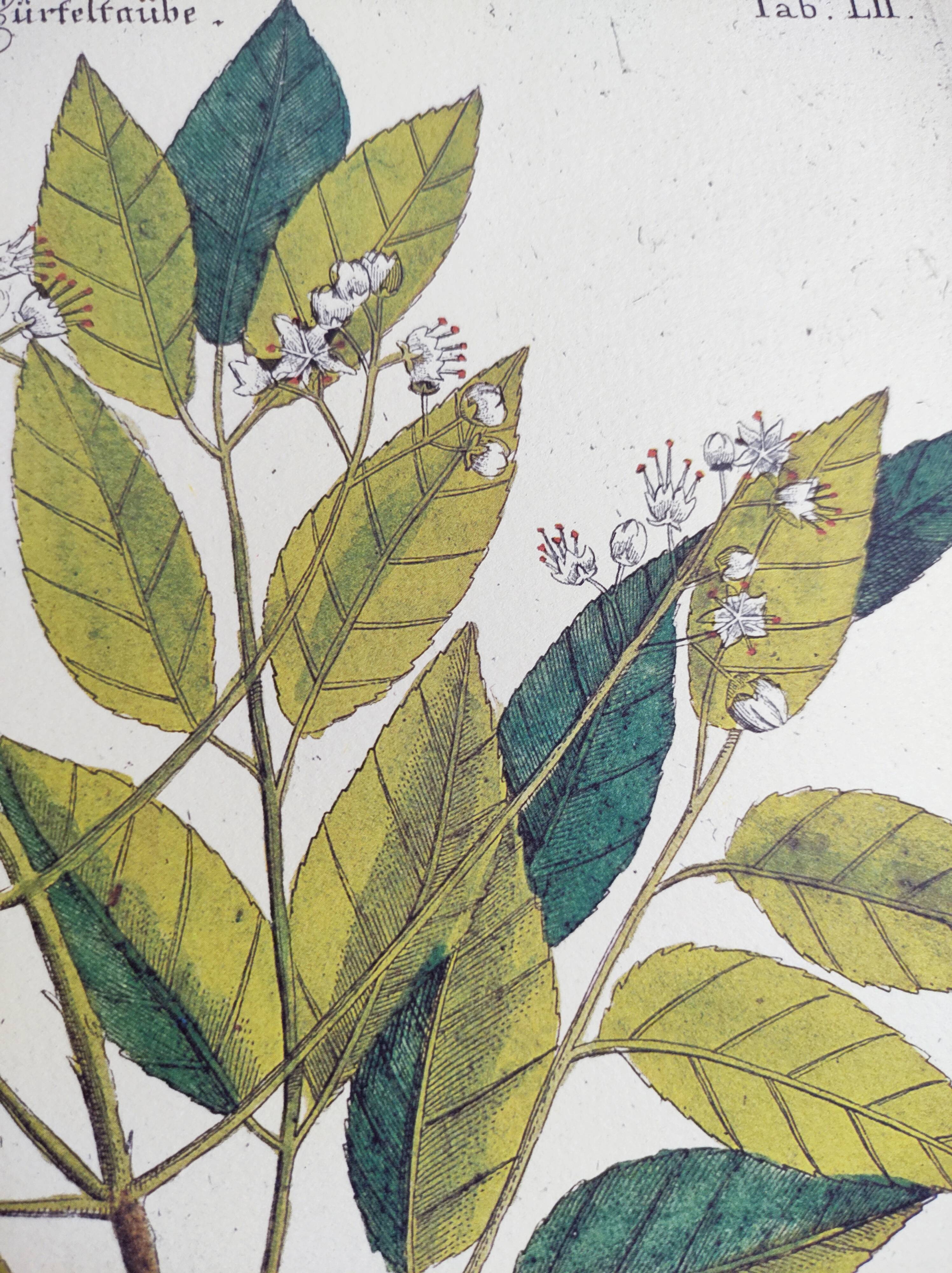 Antique bird engraving - Small Turtle Dove - Zoological plate by Seligmann