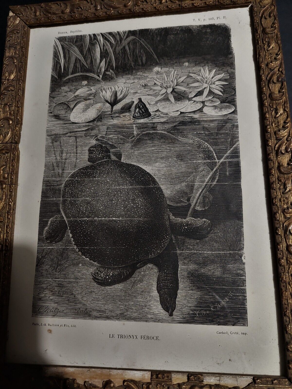 Animal engraving XIXth framed